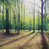 Whitley Spring Light.jpg  SOLD