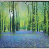 BLUEBELLS BRING IN MAY