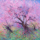 CHERRY BLOSSOM TIME sold