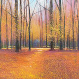 AUTUMN LIGHT FILTERS