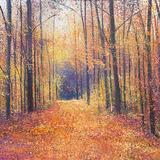 I LOVE KICKING THE LEAVES