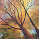 CANOPY