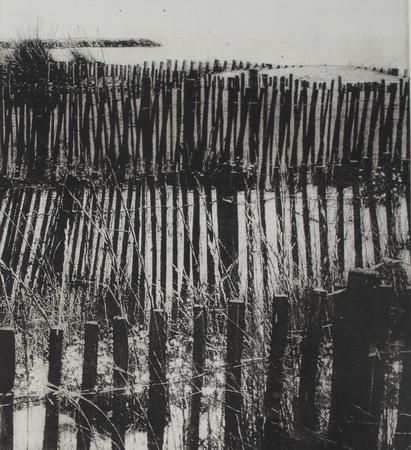 Palings on the dunes