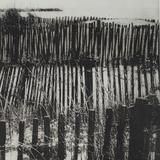 Palings on the dunes