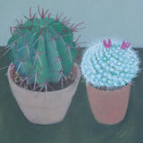 Mr Bowles Cacti