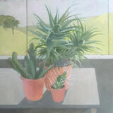 Cacti in the greenhouse 