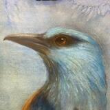 Bluebird - European Roller