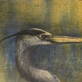 big grey heron detail