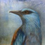 bluebird European Roller