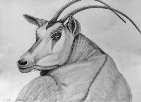 “Oryx - Watching You“ Drawing by Margot Stinton
