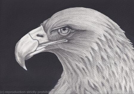 Golden Eagle “Decline and Fall” by Margot Stinton