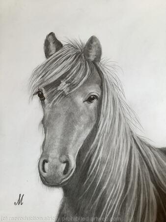 Dales Pony by Margot Stinton