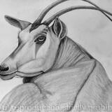 “Oryx - Watching You“ Drawing by Margot Stinton
