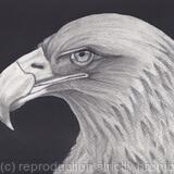 Golden Eagle “Decline and Fall” by Margot Stinton