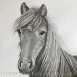 Dales Pony by Margot Stinton