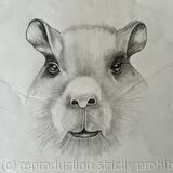 Capybara named - 'Sweetpea'  by Margot Stinton