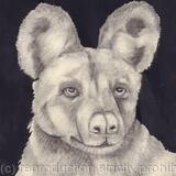  “African Wild Painted Dog - Are You Curious”  by Margot Stinton