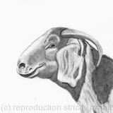 “Alpine Goat' by Margot Stinton