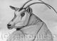 “Watching You“ Drawing by Margot Stinton