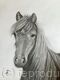 Drawing of Dales Pony by Margot Stinton