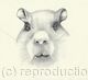 Pencil Drawing Capybara named - 'Sweetpea'  by Margot Stinton