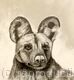 Pencil Drawing “Are You Curious”  by Margot Stinton