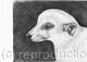Pencil Drawing  'Meerkat' by Margot Stinton