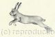 Pencil drawing  'Athletic Hare'  by Margot Stinton