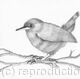 Pencil drawing 'Zen Moment' Wren by Margot Stinton