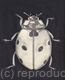 Pencil Drawing 'Spot' The Lady Bird by Margot Stinton