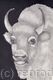 Pencil Drawing 'Bison' by Margot Stinton