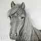 Drawing of Dales Pony by Margot Stinton