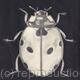 Pencil Drawing 'Spot' The Lady Bird by Margot Stinton