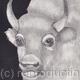 Pencil Drawing 'Bison' by Margot Stinton