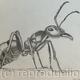Ant by Margot Stinton