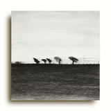 Study 5 | Landscape Drawing