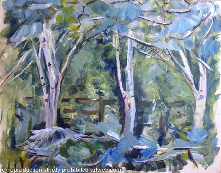 Birch and Pine Grove