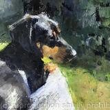 Sunbathing dachshund 