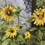 Sunflowers & Shed 2
