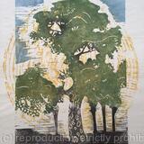 Sycamore, printmaking 