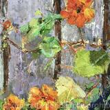Orange Nasturtiums 