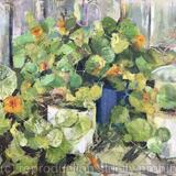 Nasturtiums 2