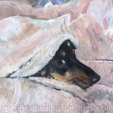 Dachshund: Still Raining