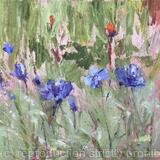 Cornflowers Study