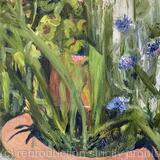 Cornflowers and Oxalis Study