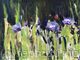 Cornflowers Study 3