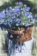 Lobelia