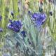 Cornflowers Study 2