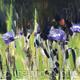 Cornflowers Study 3