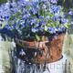 Lobelia